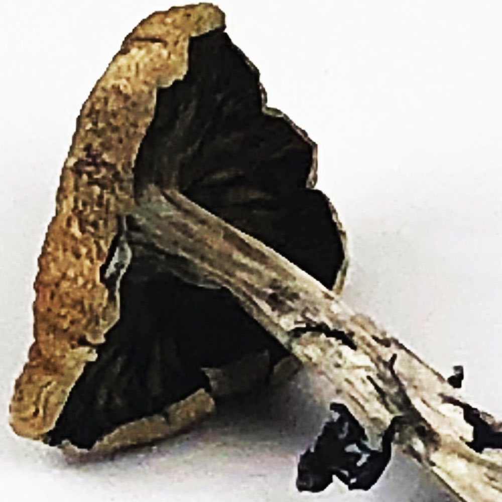 Psilocybe Azurescens