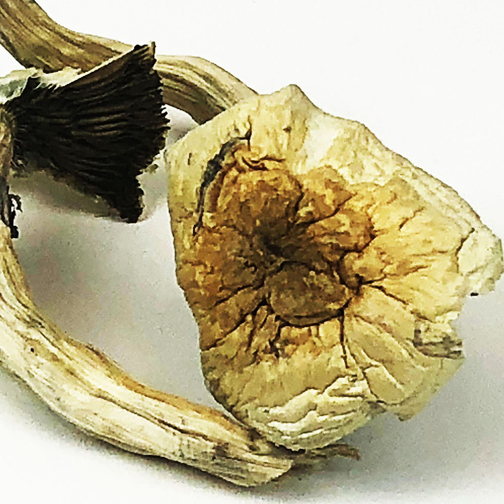 Psilocybe Cubensis
