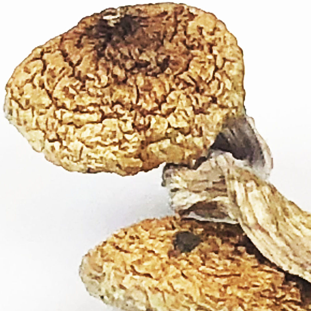 Psilocybe Cyanescens