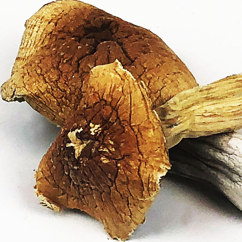 Psilocybe Semilanceata