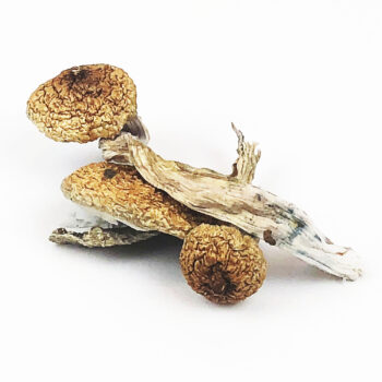 Blue Meanie Dried Magic Mushrooms