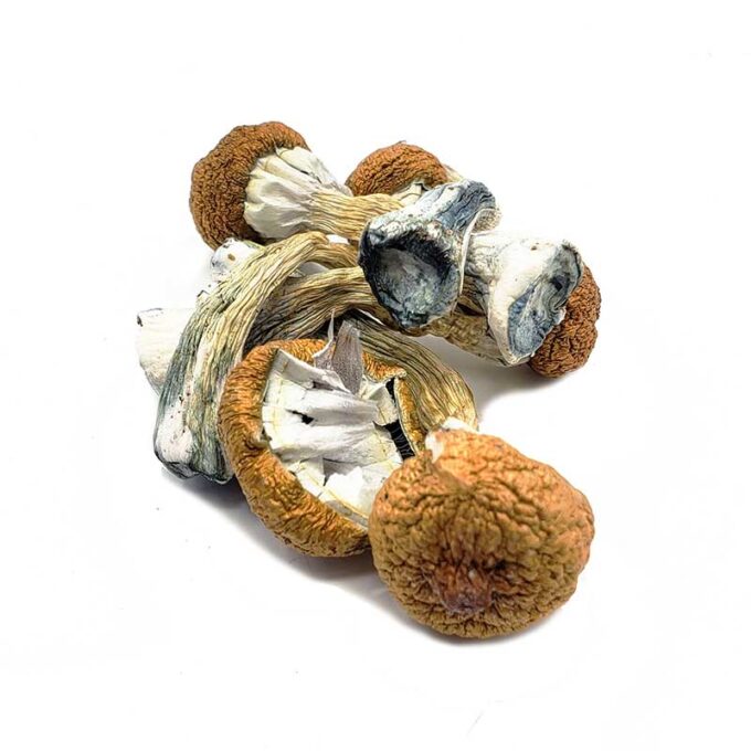 Blue Meanie Dried Magic Mushrooms