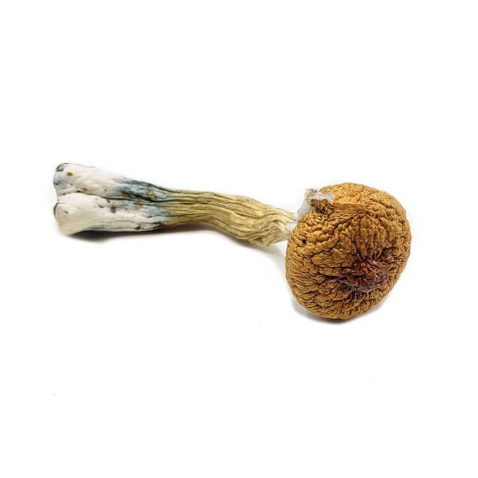 Blue Meanie Dried Magic Mushrooms