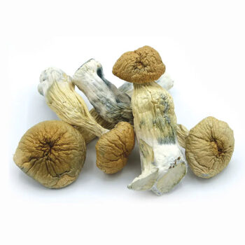 African Transeki Dried Magic Mushrooms