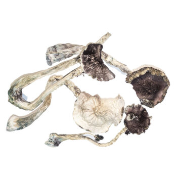 Albino A+ Dried Magic Mushrooms