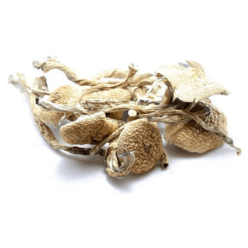 Amazonian Dried Magic Mushrooms