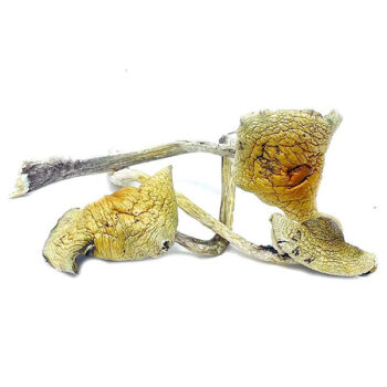 B+ Cubensis Dried Magic Mushrooms