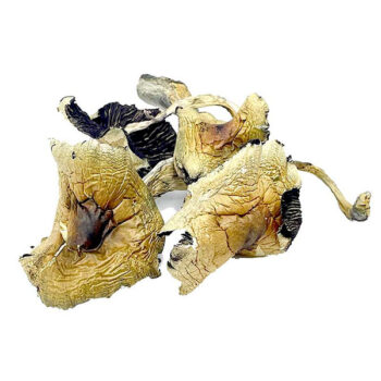 Brazilian Dried Magic Mushrooms