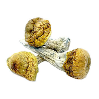Cambodian Dried Magic Mushrooms