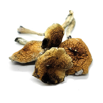 Costa Rican Dried Magic Mushrooms