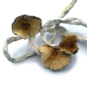 Cuban Dried Magic Mushrooms