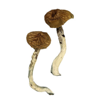 Dancing Tiger Dried Magic Mushrooms
