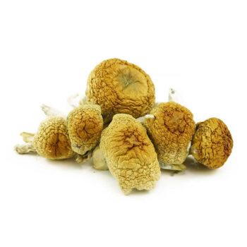 Golden Mammoth Dried Magic Mushrooms