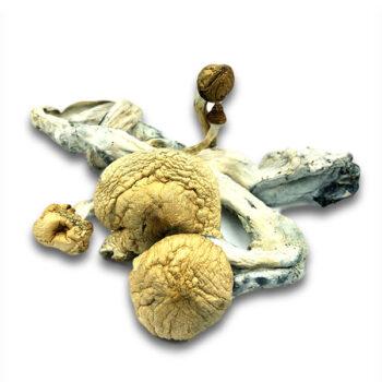 Golden Teacher Dried Magic Mushrooms