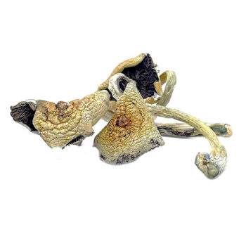 Great White Monster Dried Magic Mushrooms