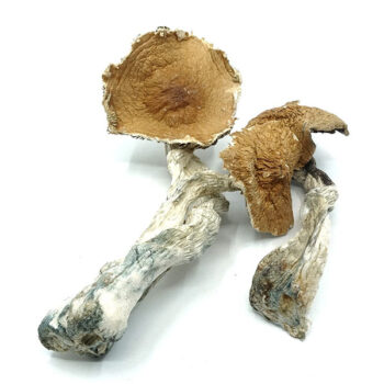 Hawaiian Dried Magic Mushrooms