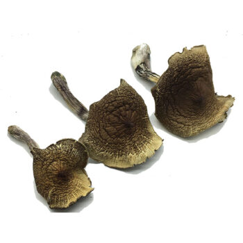 HillBilly Dried Magic Mushrooms