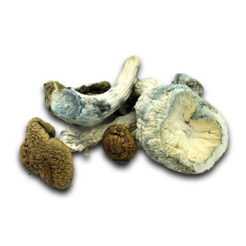 Mazatapec Dried Magic Mushrooms