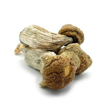 Melmac Dried Magic Mushrooms