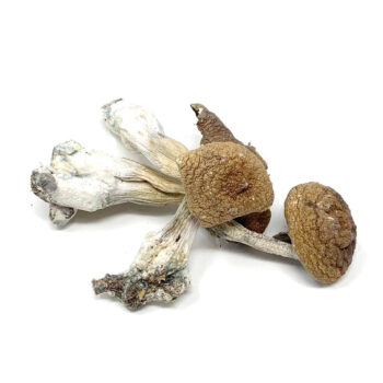 Penis Envy Dried Magic Mushrooms