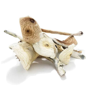 Rusty White Dried Magic Mushrooms