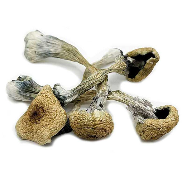 Treasure Coast Dried Magic Mushrooms 