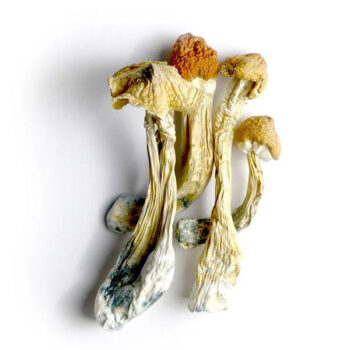 Tri Colour Ecuadorian Dried Magic Mushrooms