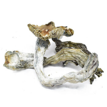 Vietnamese Dried Magic Mushrooms