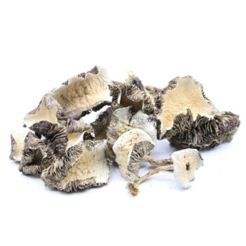 White Burma Dried Magic Mushrooms