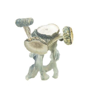 White Rabbit Dried Magic Mushrooms