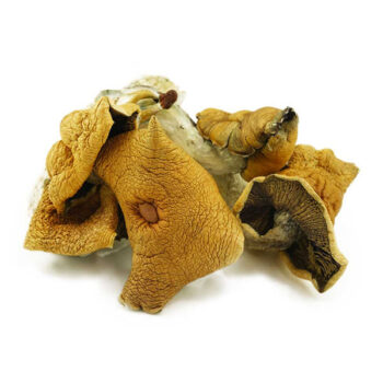 Wollongong Dried Magic Mushrooms