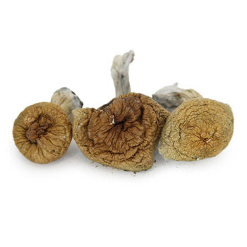 Z-Strain Dried Magic Mushrooms